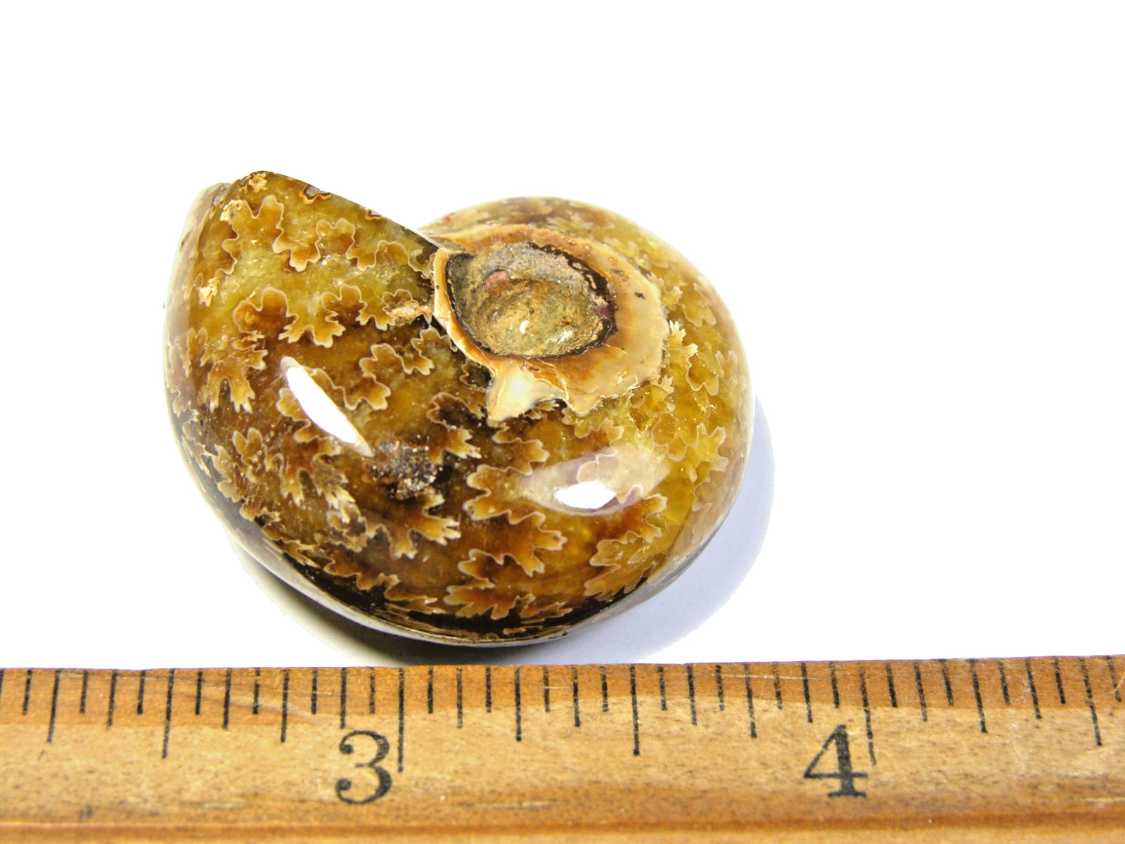Ammonite fossil polished 1 1/2″ + showing suture lines Madagascar ms12