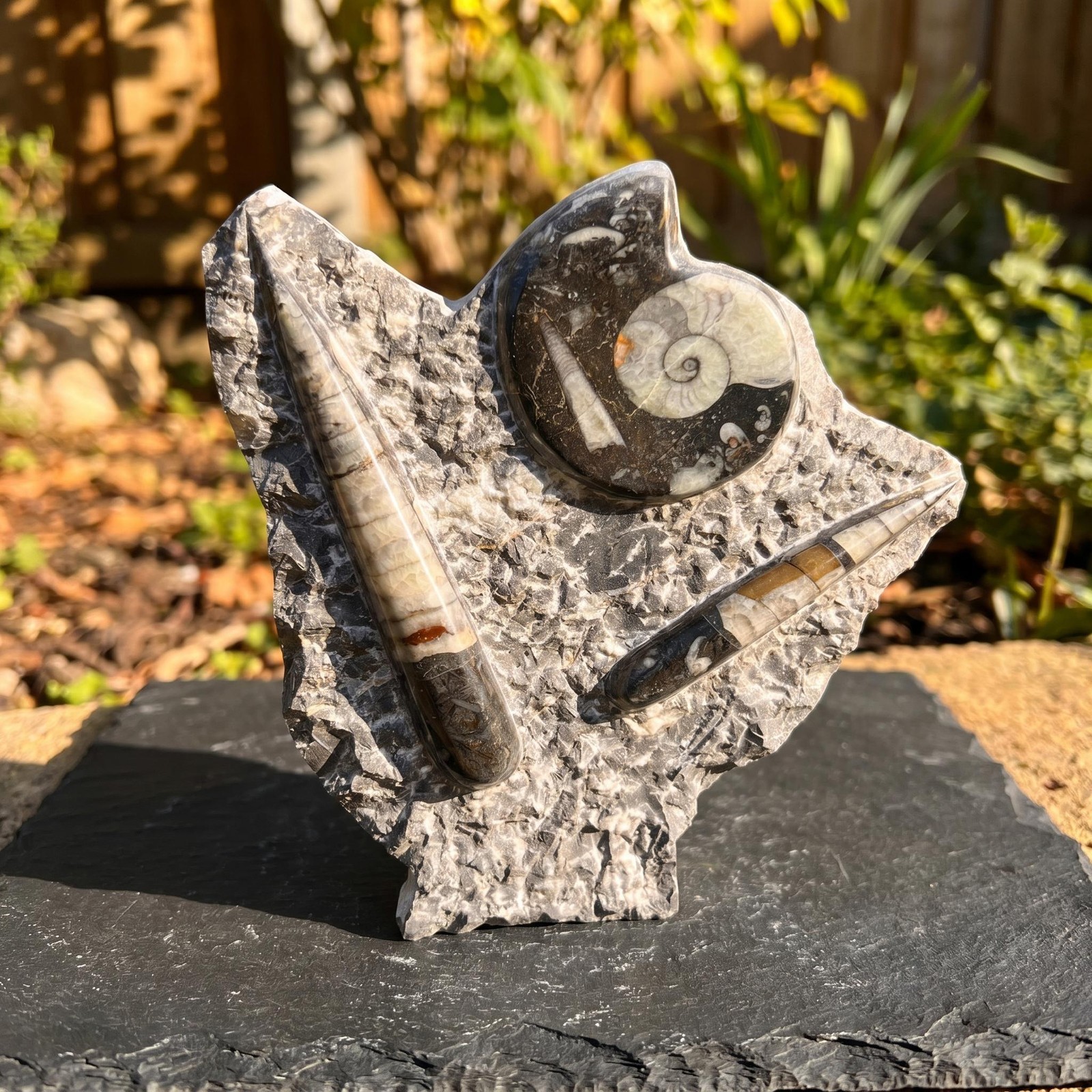 Orthoceras and Ammonite Fossil Stone Display Carving Natural Genuine Fossils