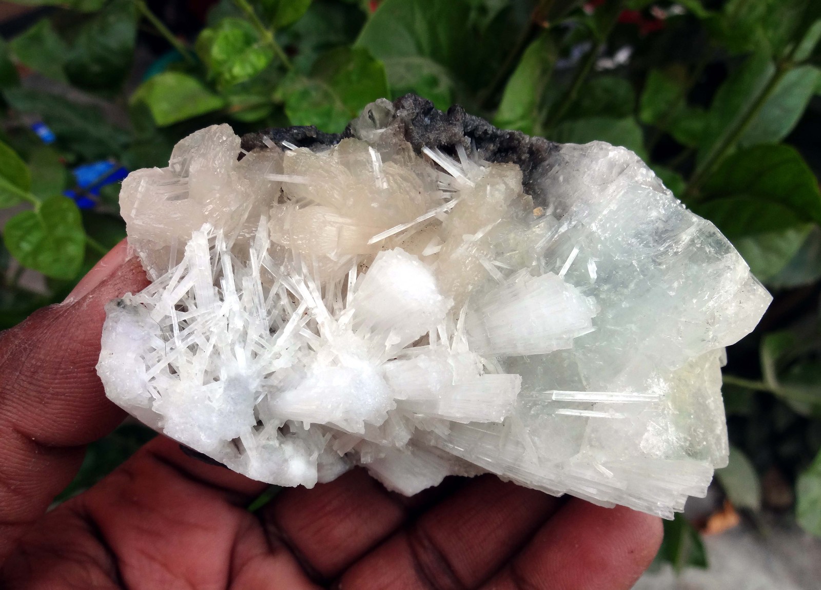 apophyllite w/ stilbite & scolecite spray minerals specimen m-3