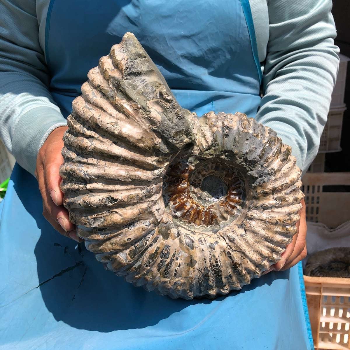 11.52LB Large Natural Beautiful Ammonite Fossil Conch Crystal Specimen Healing