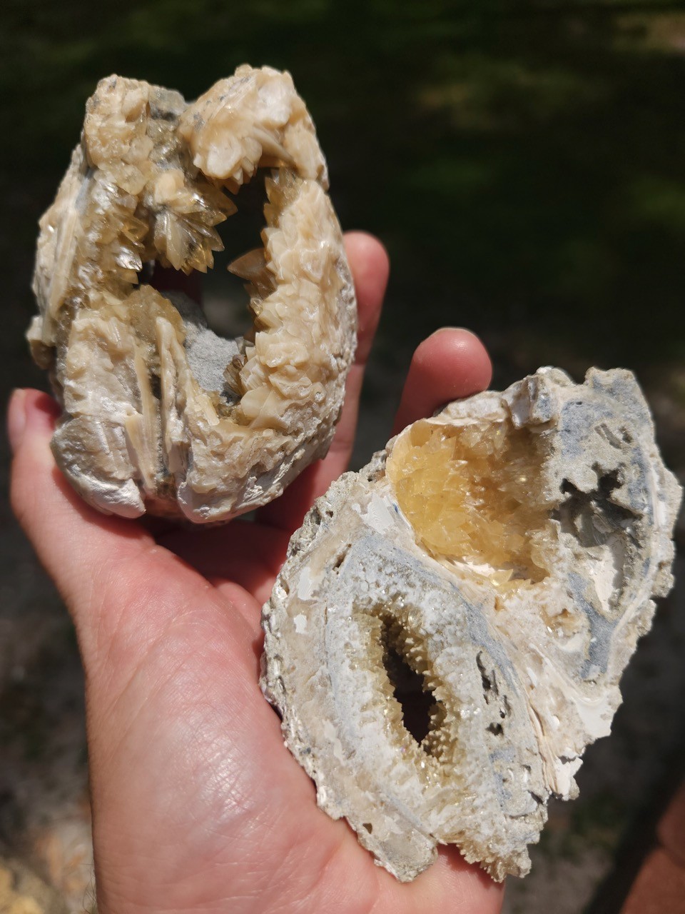 PAIR Calcite Crystal WHELK AND CLAM Shell Fossil Rucks Pit Florida dogtooth UV