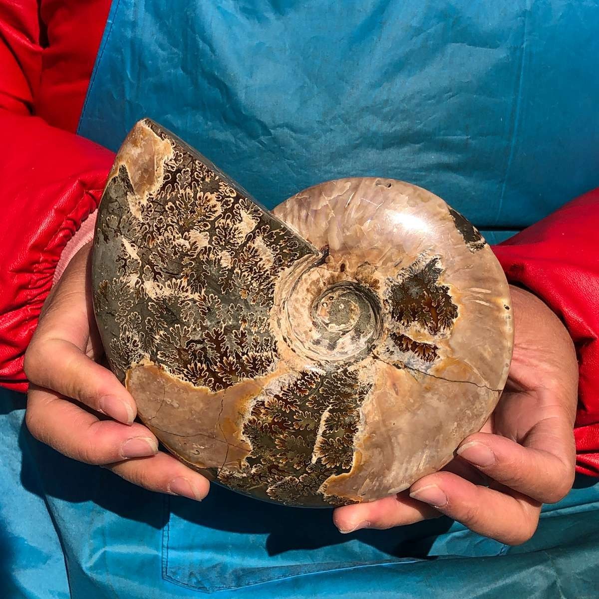 2pcs Natural Beautiful Ammonite Fossil Conch Crystal Specimen Healing