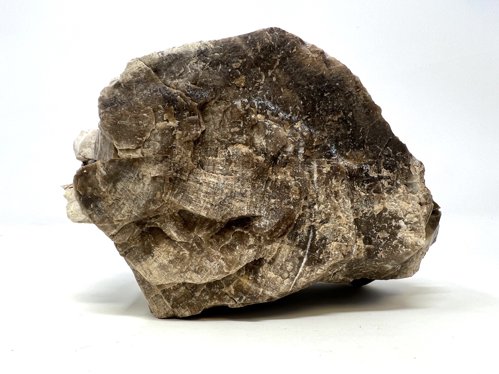 Loose Natural Stone – United States: Raw Petrified Wood 5lb 1oz RARE SPECIMEN
