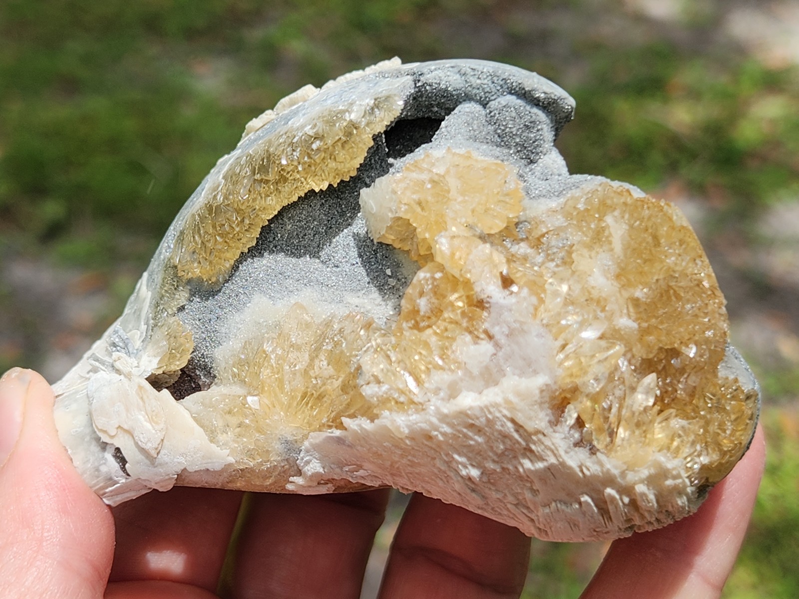 CALCITE CRYSTAL WHELK Shell Fossil Rucks Pit Florida dogtooth UV honey cluster