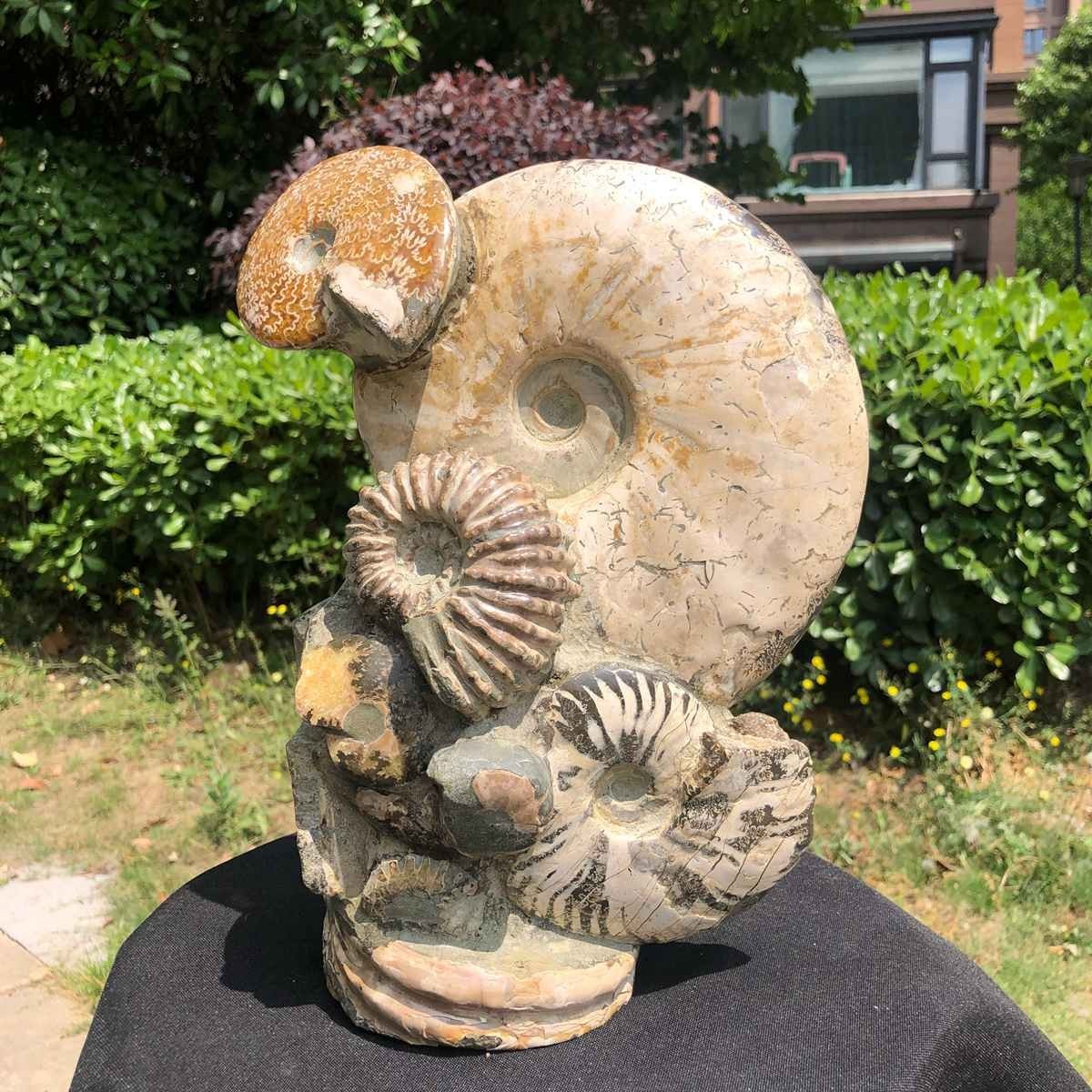 11.61LB Rarem Natural Tentacle Ammonite Fossil Specimen Shell Healing Madagas