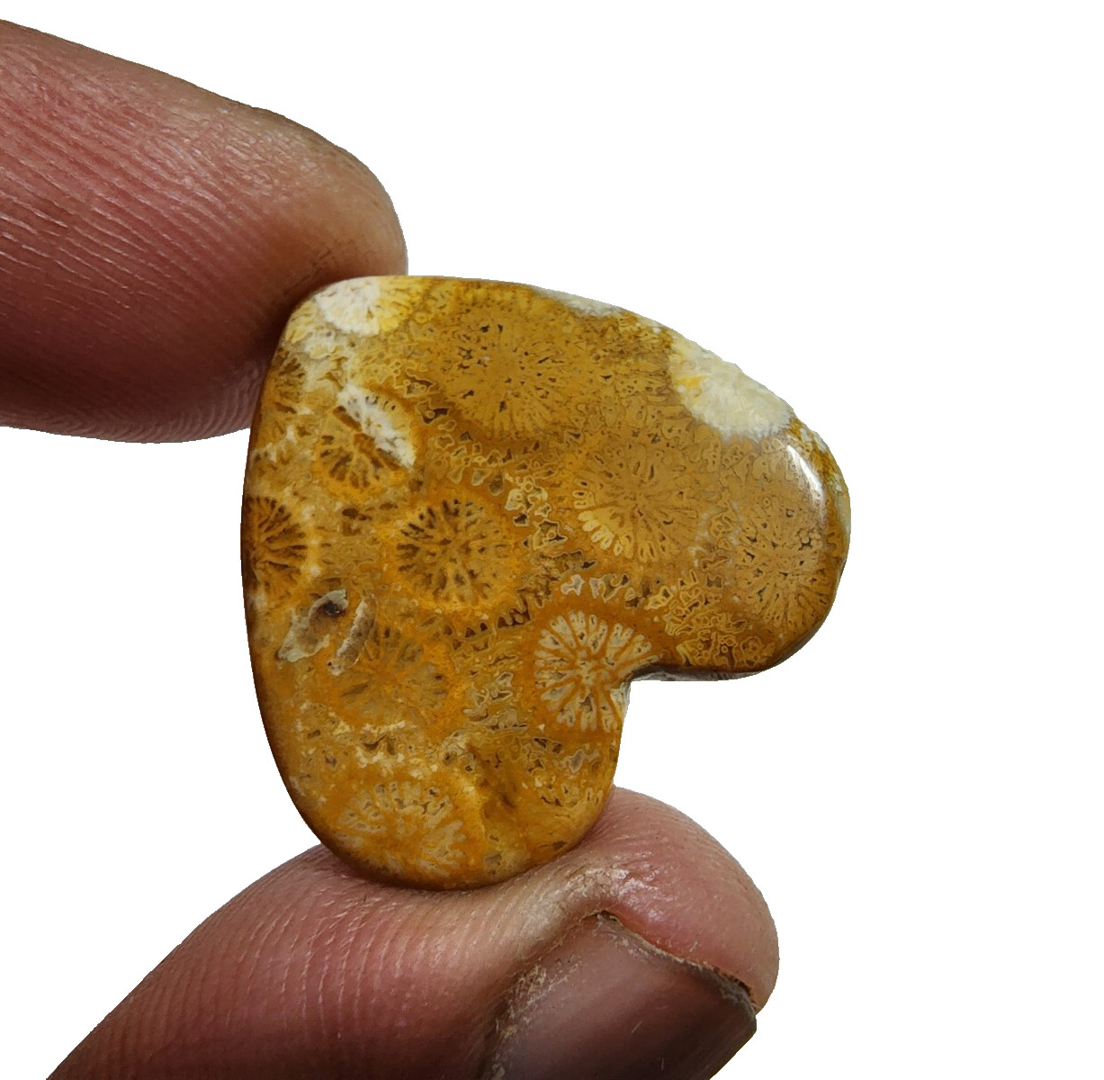 33 Crt Beautiful Yellow Fossil Coral Heart Shape Gemstone Cabochon For Jewelry