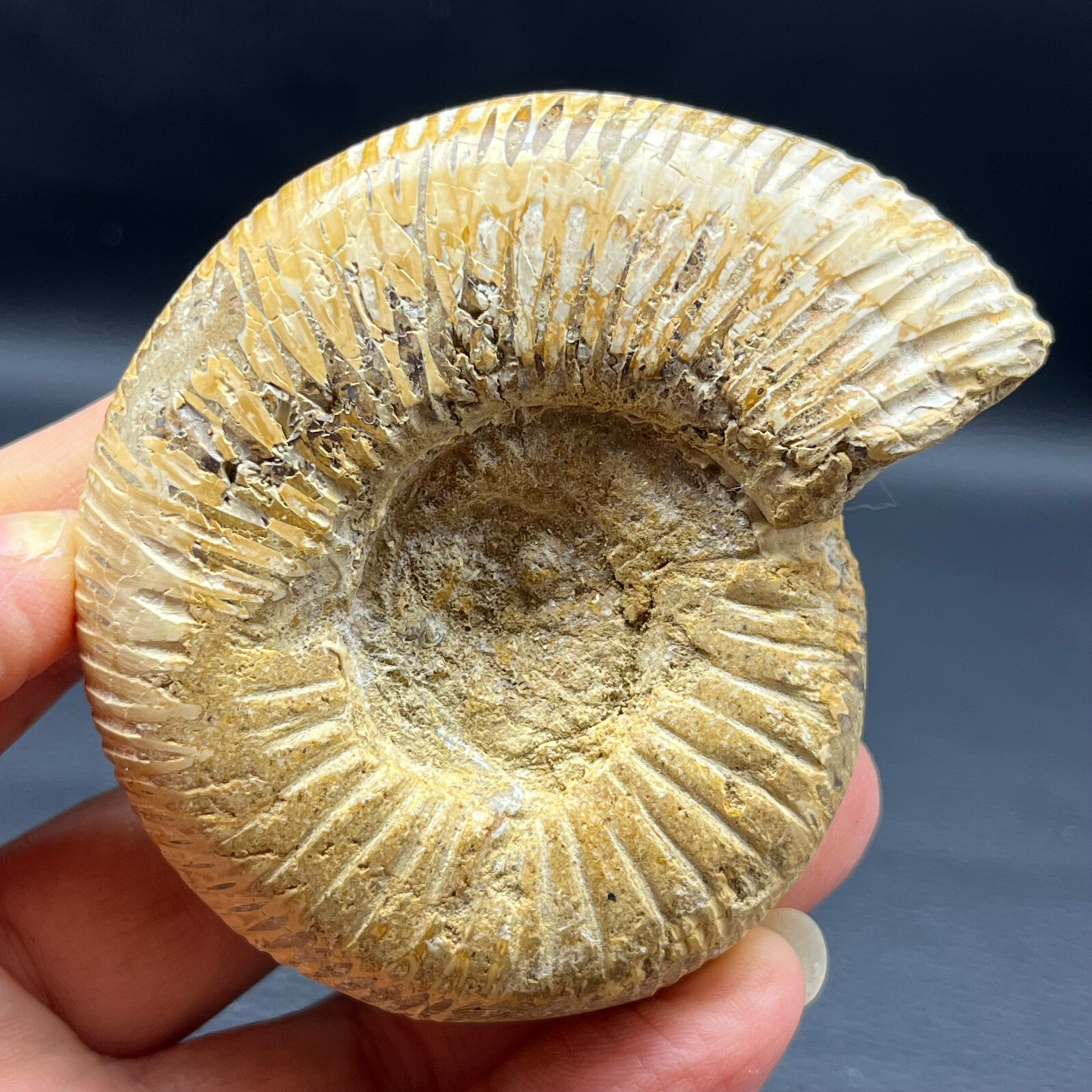 143G Natural conch specimens from Madagascar Rough without any treatment Y7