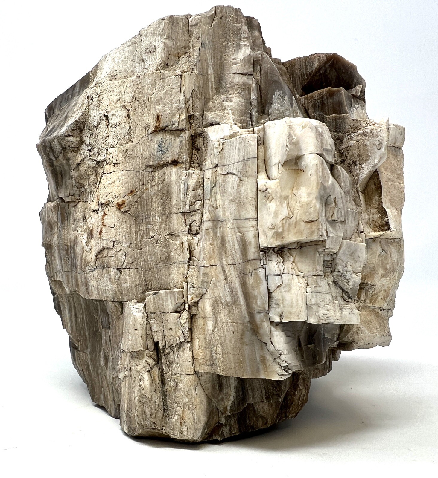 Loose Natural Stone – United States: Raw Petrified Wood 5lb 1oz RARE SPECIMEN