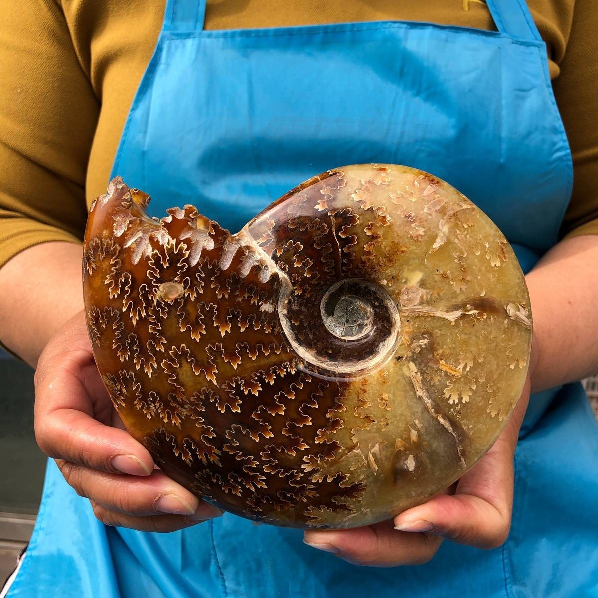 2pcs 3.47LB Natural Beautiful Ammonite Fossil Conch Crystal Specimen Healing