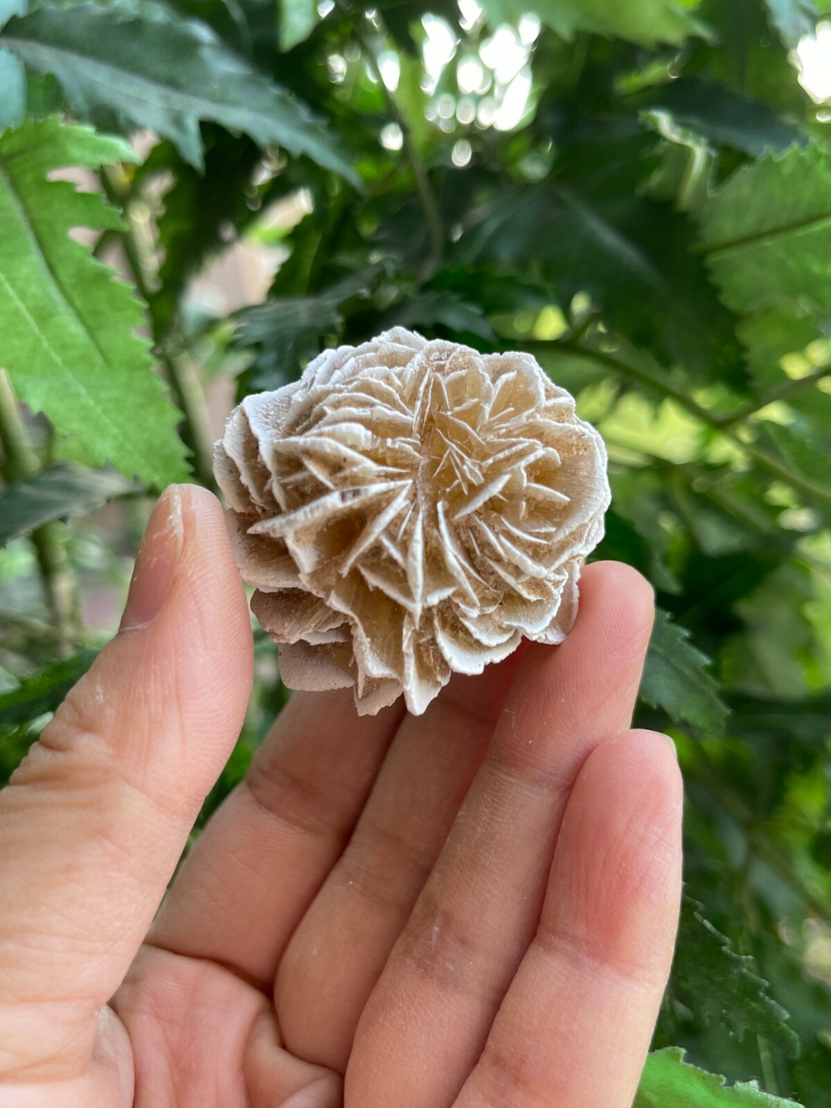 Desert Rose Selenite, 1.25-1.75 Inch Desert Gypsum Rose, Wholesale Bulk Lot