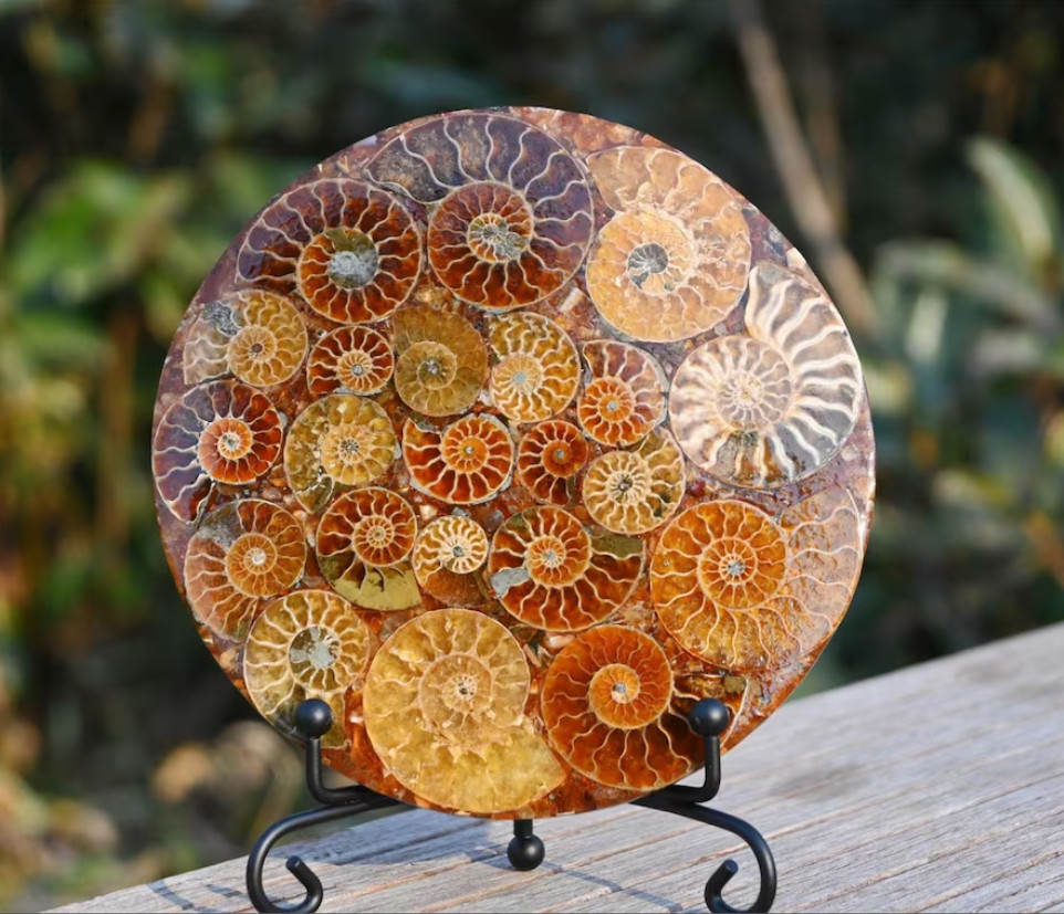 Natural Ammonite Fossil shell Plate specimen Reiki healing + Free Stand 1x