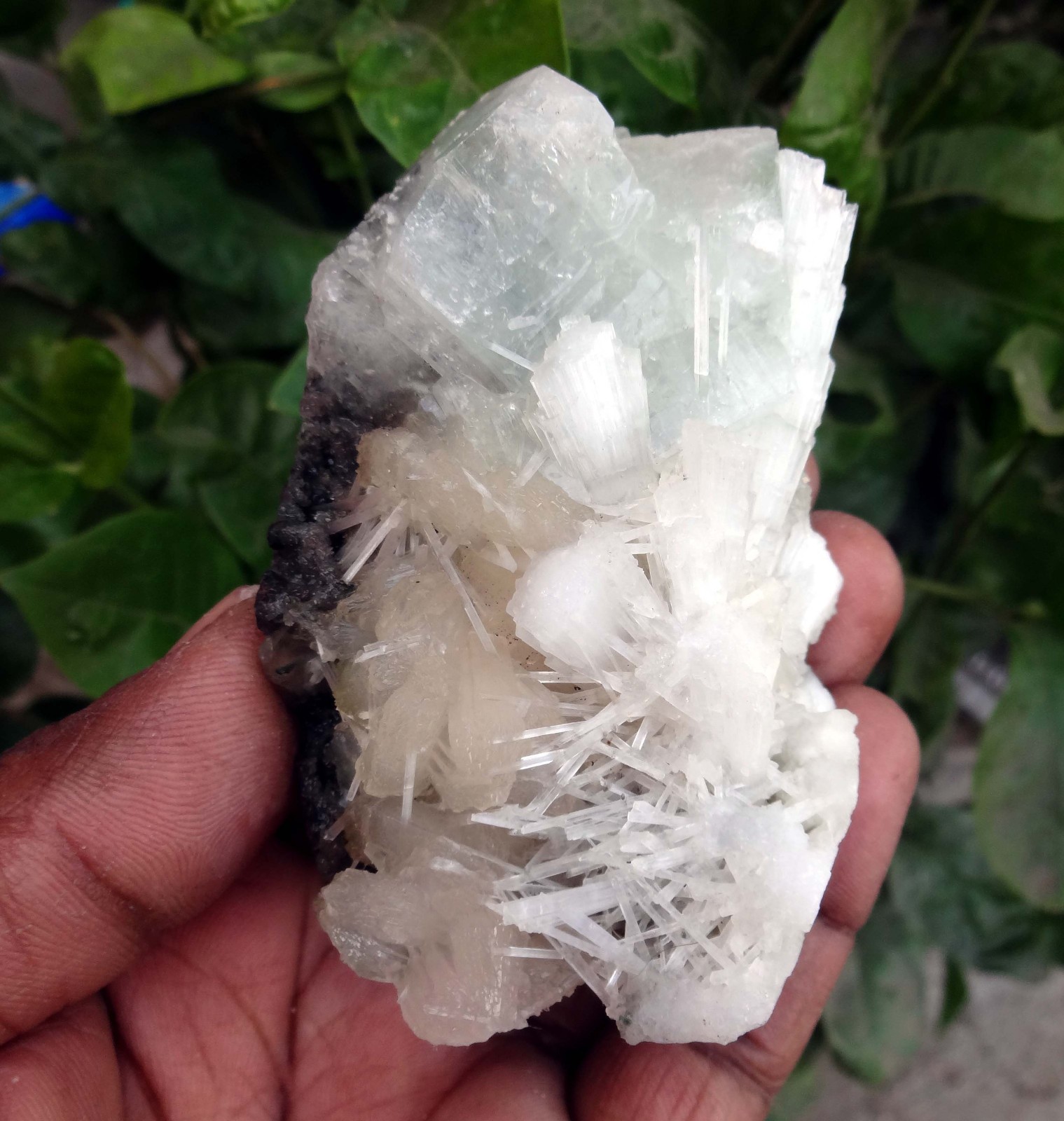 apophyllite w/ stilbite & scolecite spray minerals specimen m-3