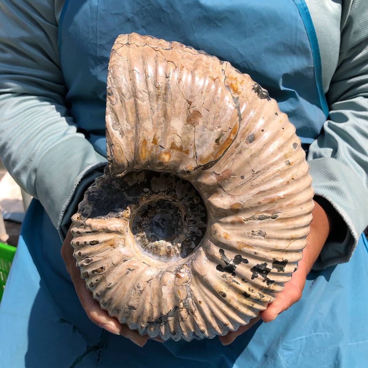 9.28LB Natural ammonite fossil conch Crystal specimen healing decor