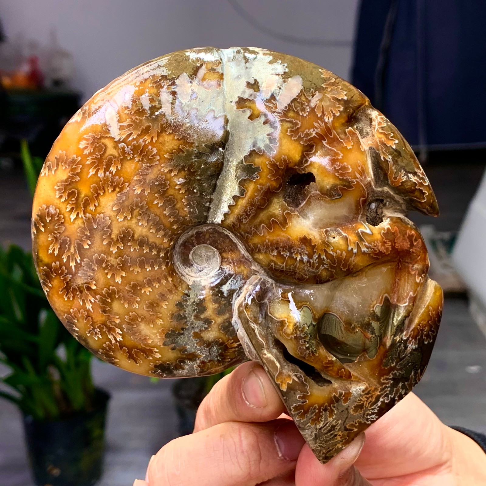 364G Rare! Natural Tentacle Ammonite Fossil Shell Healing Madagascar