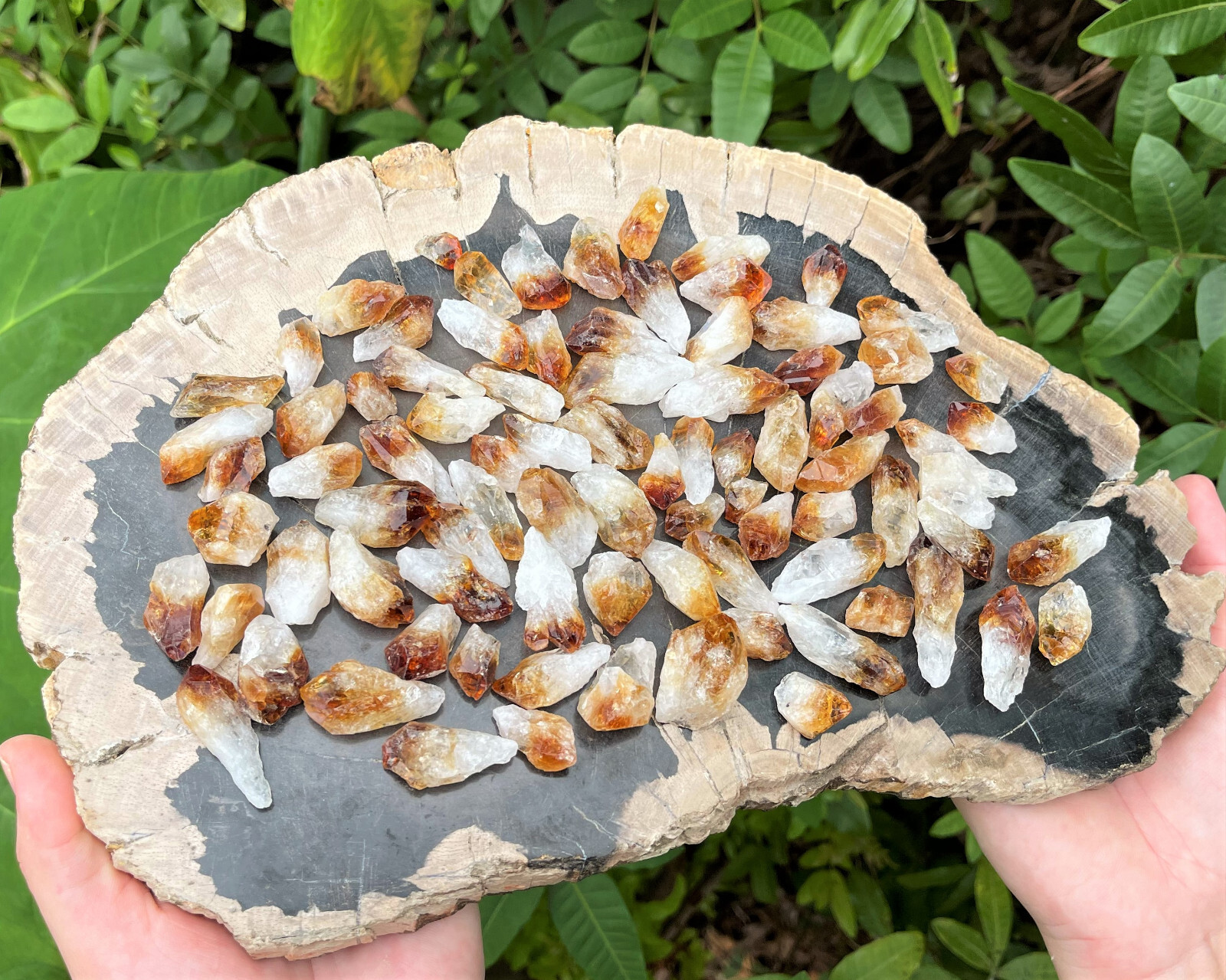 Amethyst, Citrine, Quartz Points Crystal Collection in Box 1/2 lb Bulk Mixed Lot