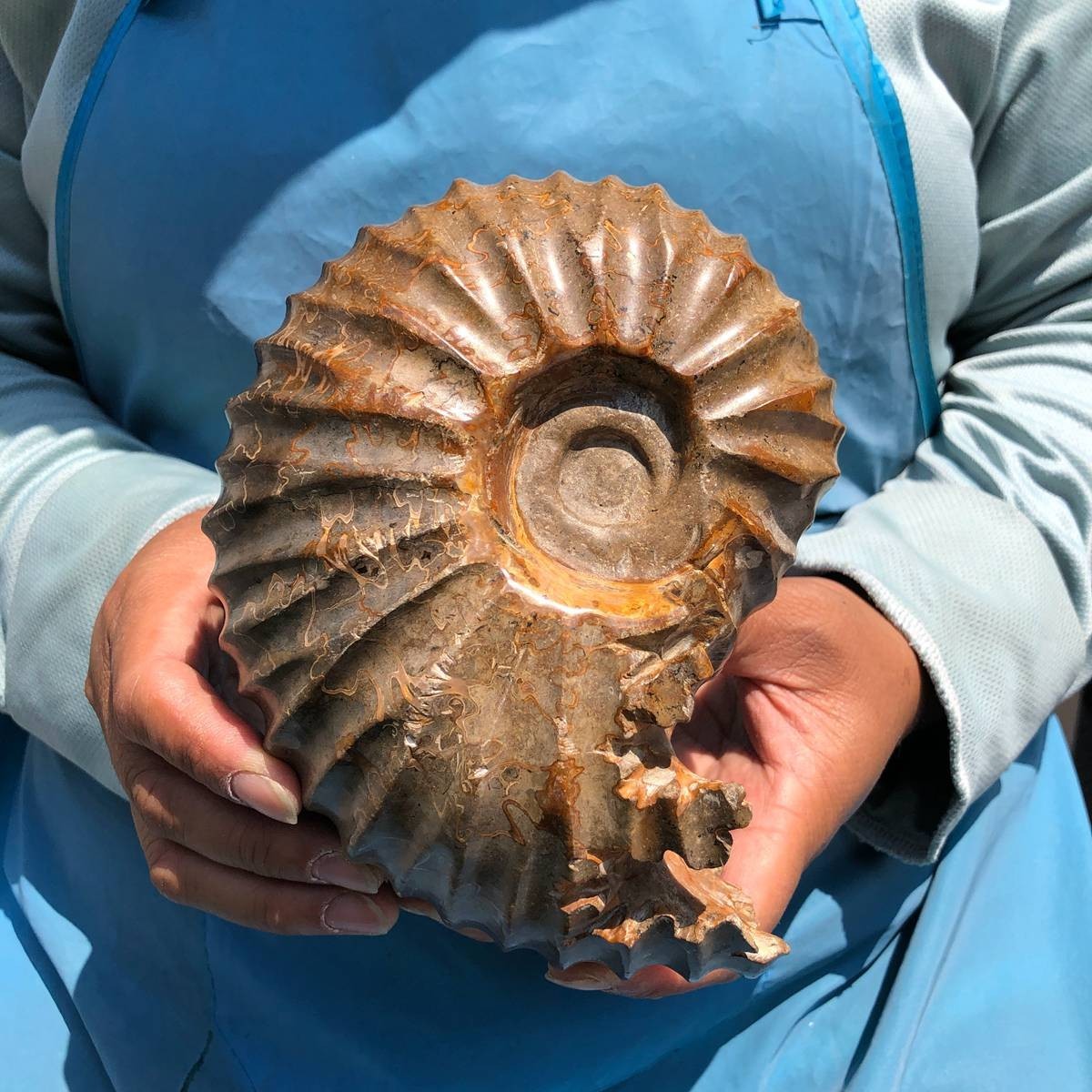 4.04LB Natural Beautiful Ammonite Fossil Conch Crystal Specimen Healing 5395