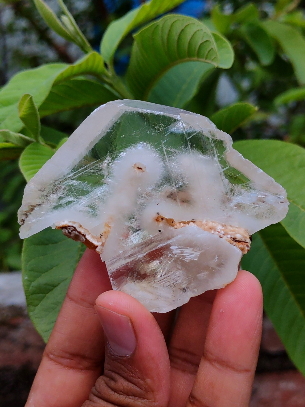 Okenite Tree 🌲 in Calcite. Phantom Calcite, Natural mineral specimen.