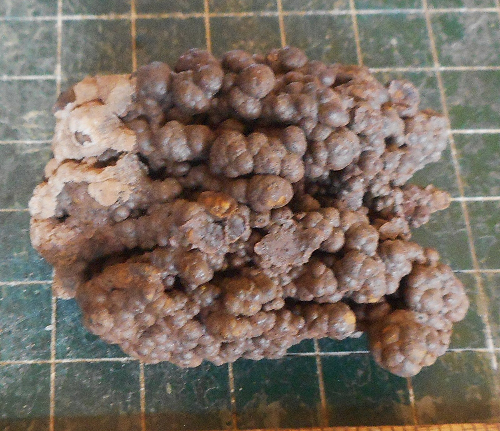 Brown Bubbly Goethite Crystal Plate . Natural Specimen . 2.5″