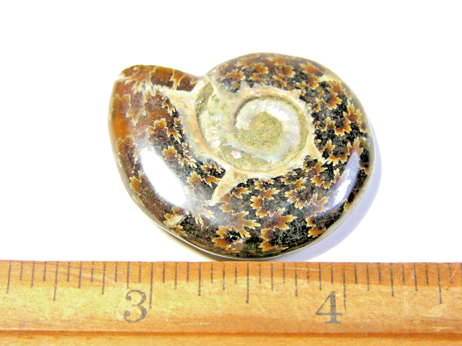 Ammonite fossil polished 1 1/2″ + showing suture &fire Madagascar ms33