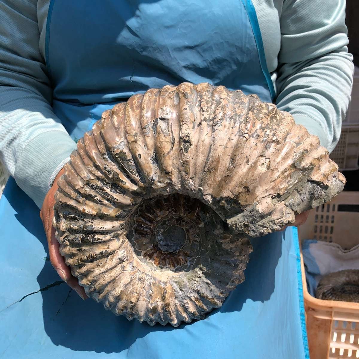 11.52LB Large Natural Beautiful Ammonite Fossil Conch Crystal Specimen Healing
