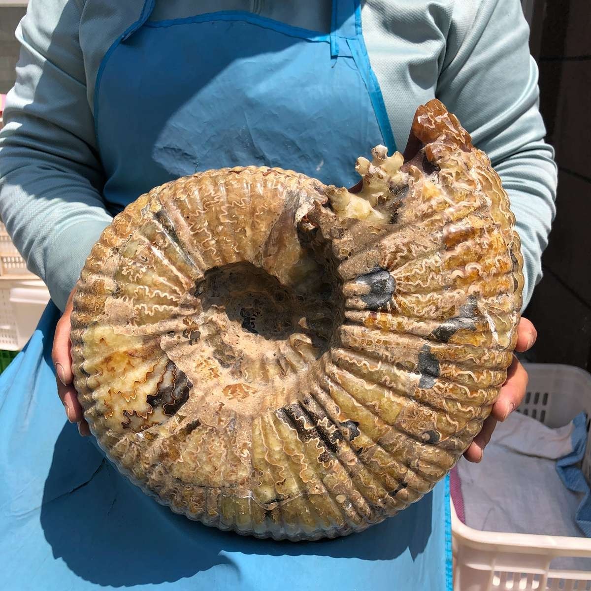 18.74LB Natural Beautiful Ammonite Fossil Conch Crystal Specimen Healing 5400
