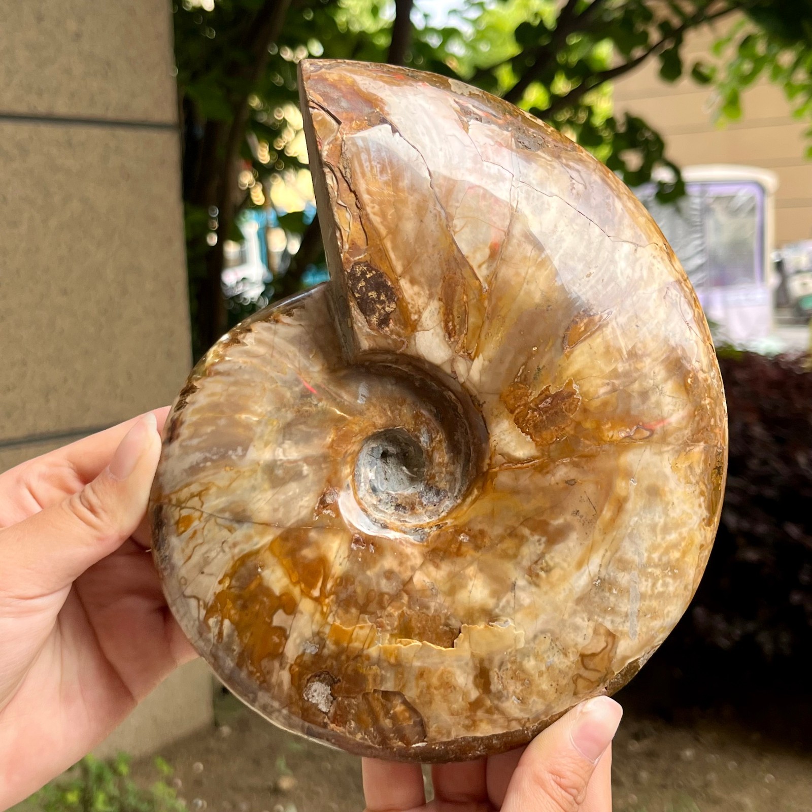 Genuine Ammonite Fossil Polished Sea Snail Shell Gemstone Figure Display 3.3 lb