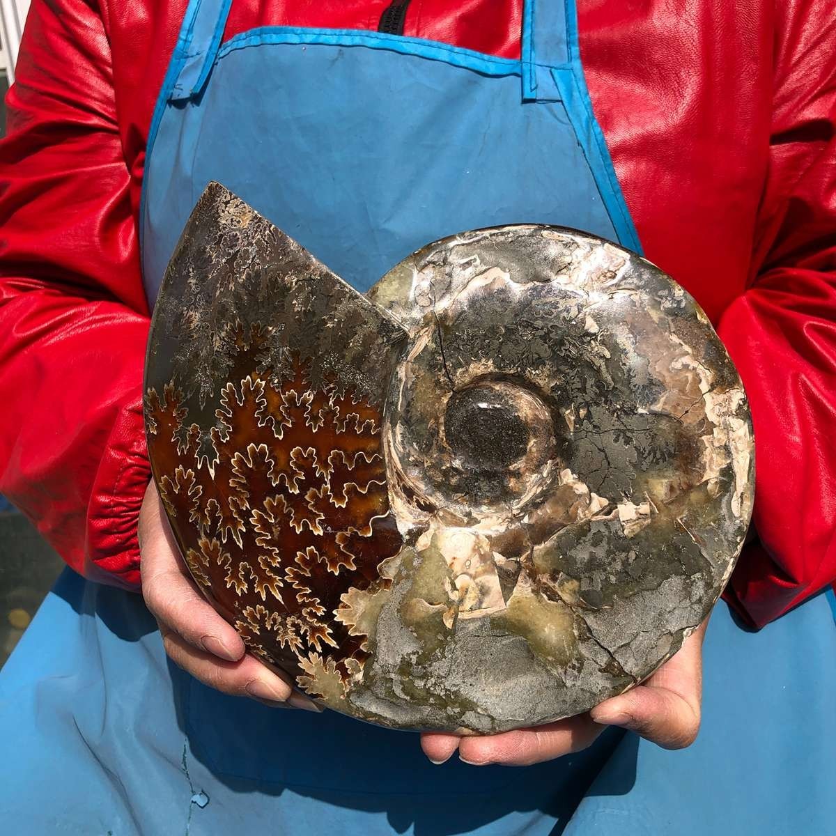 3.65LB AAA Natural Polished Ammonite Fossil with Suture Detail healing