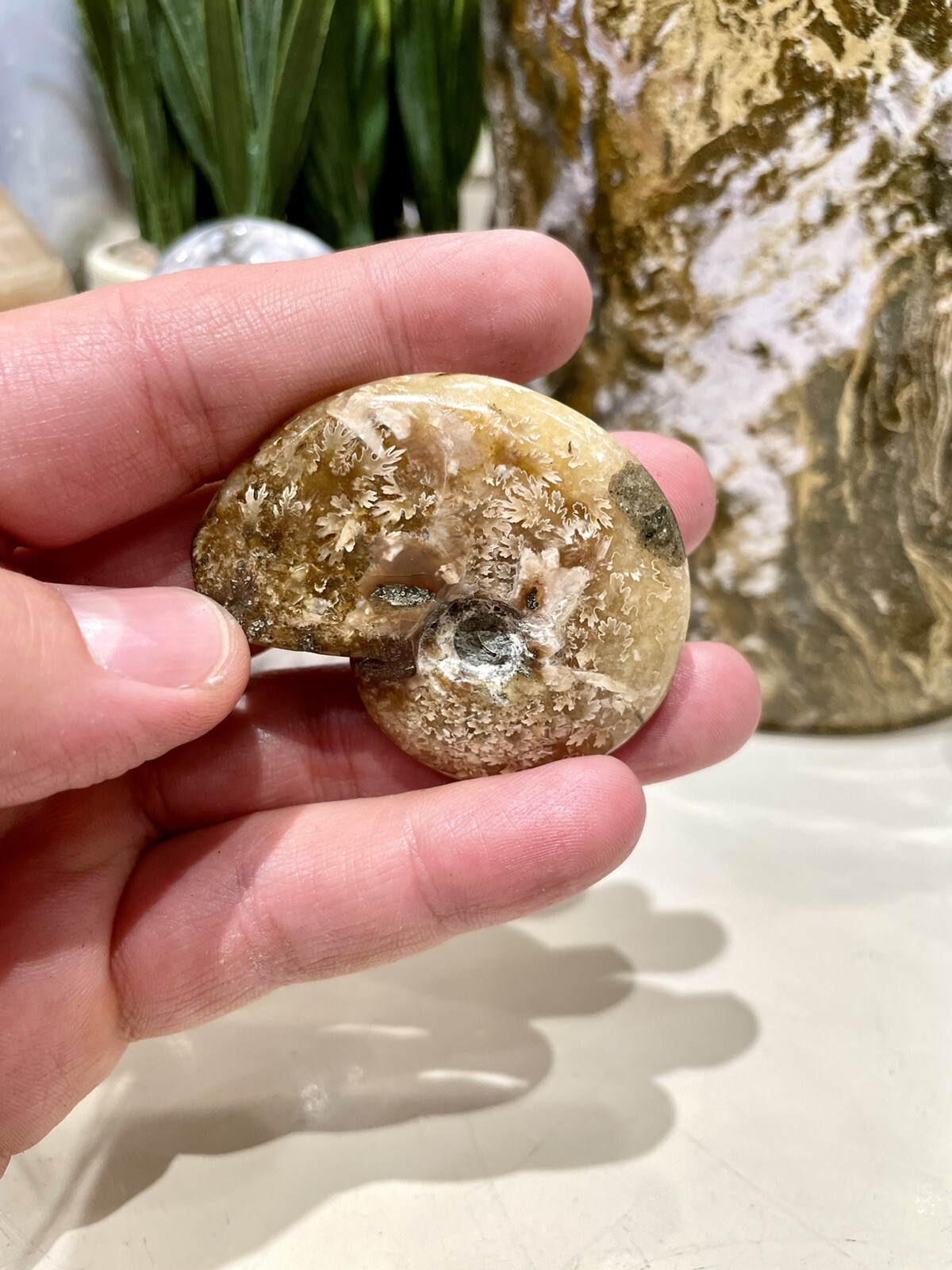 Ammonite Fossil Conch Specimen 2” Crystal Healing Yoga Reiki Rock ZENDA