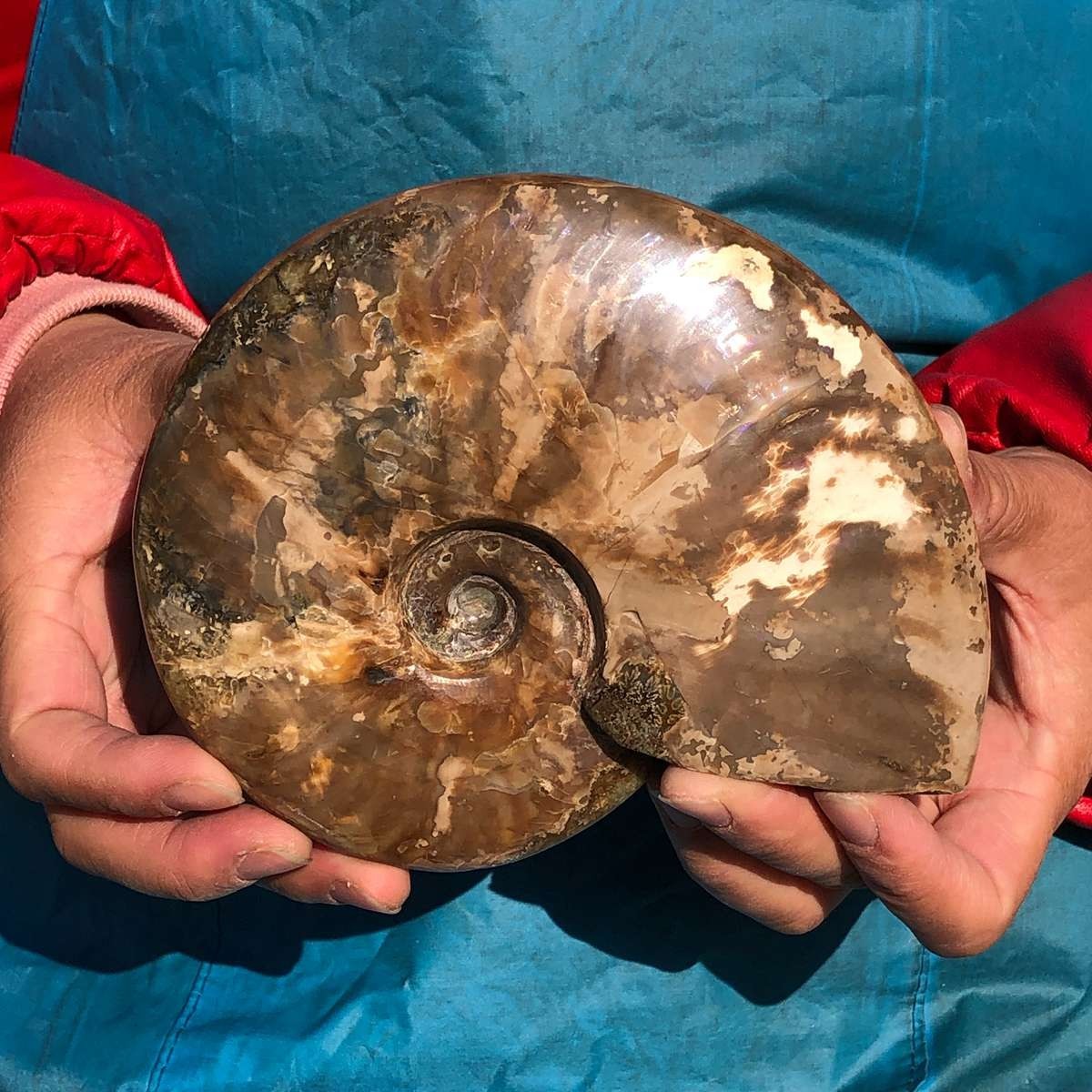 2pcs 3.65LB Natural Horn Screw Fossil Ammonite Conch Crystal Specimen Healing