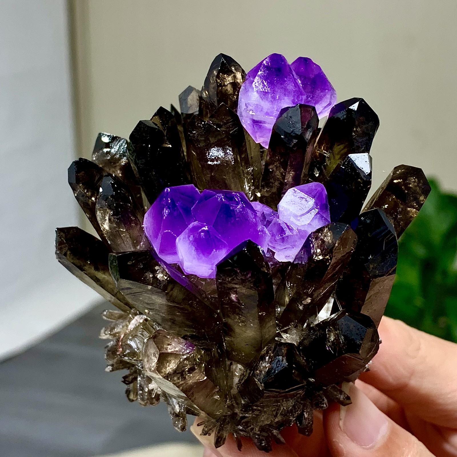 290G New Find black+purple Phantom Quartz Crystal Cluster Mineral Specimen