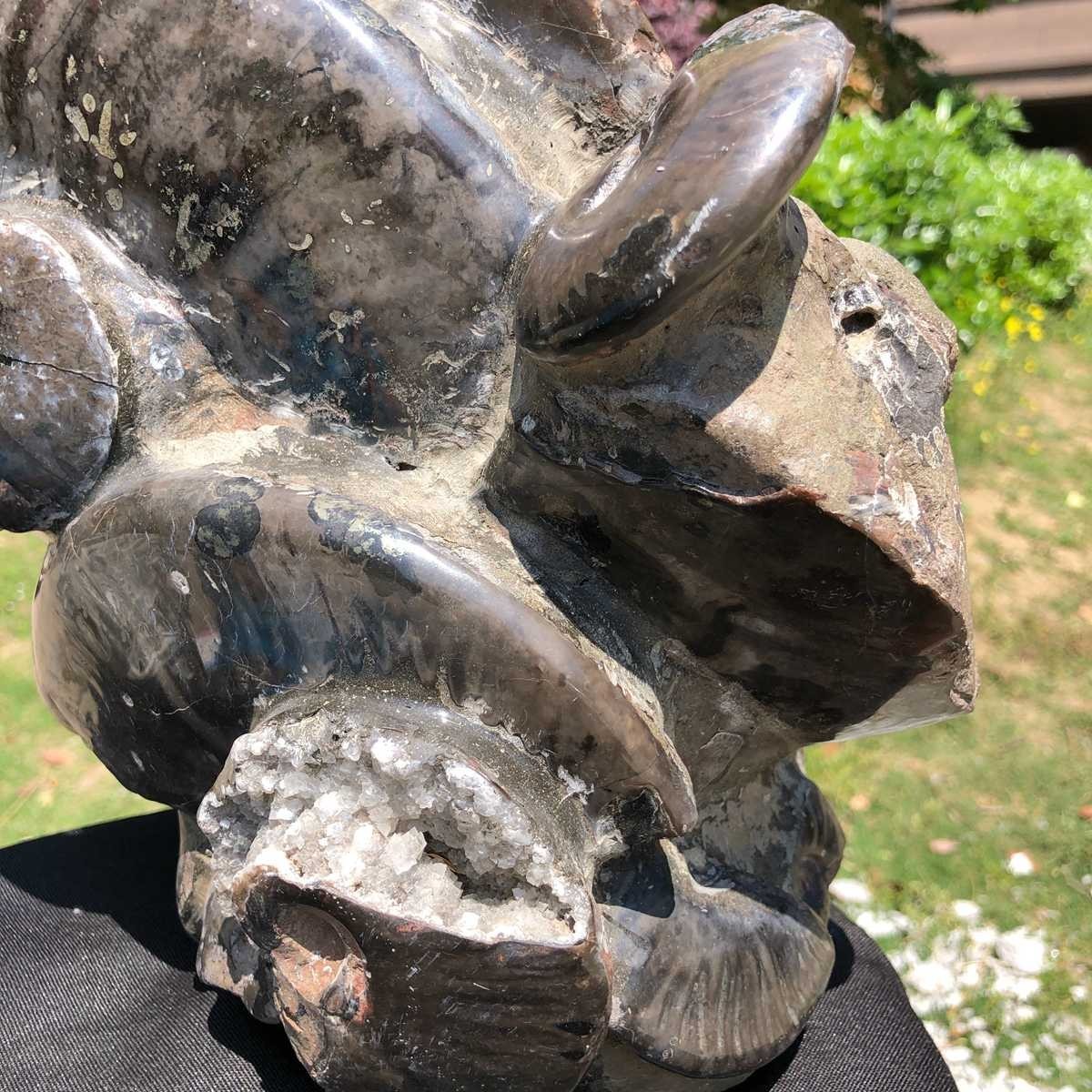 18.15LB Natural Beautiful Ammonite Fossil Conch Crystal Specimen Healing 5101