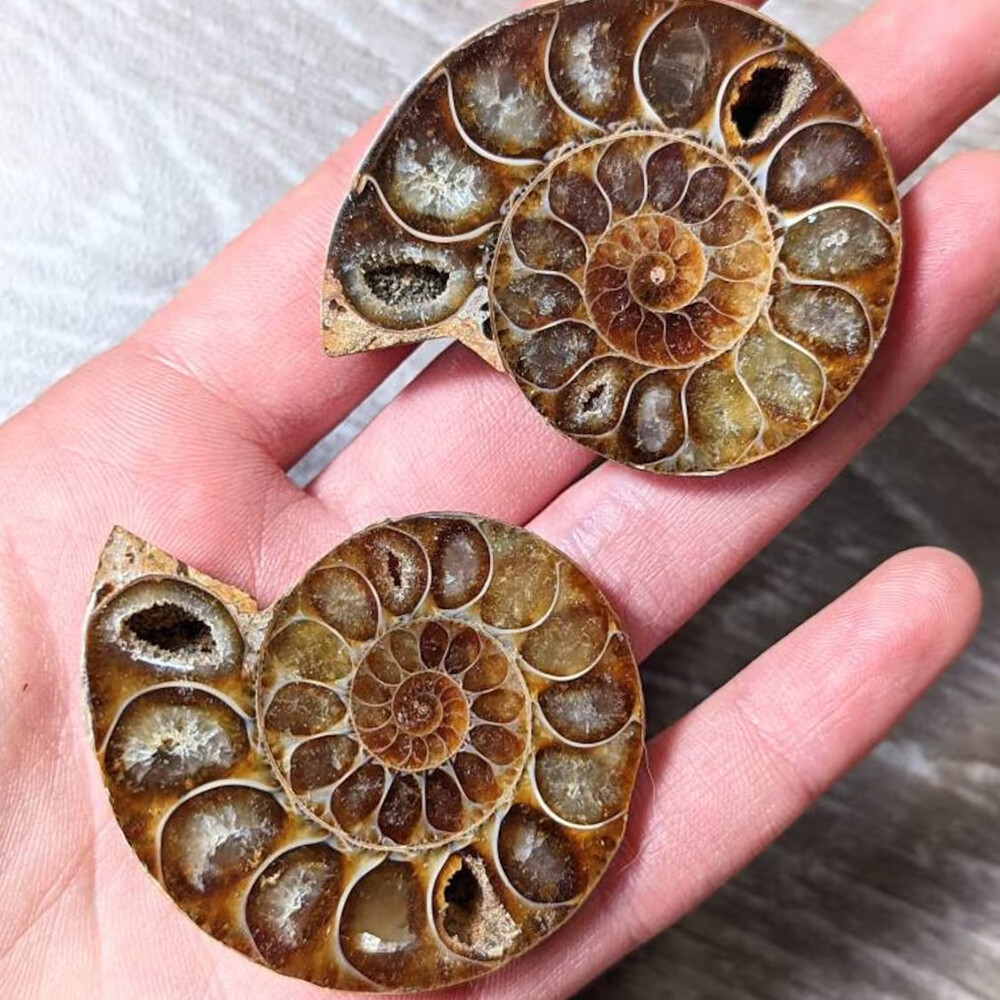 2pcs 40-50mm Half Cut Natural Ammonite Shell Fossil Specimen Madagascar Collect