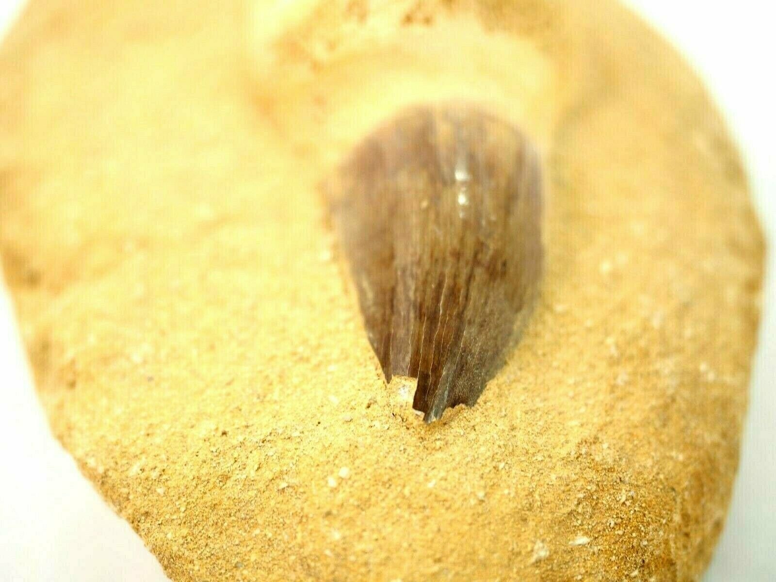 Superb Mosasaur Tooth Fossil Mosasaurus w/ Jaw Fragment 82 Million Years