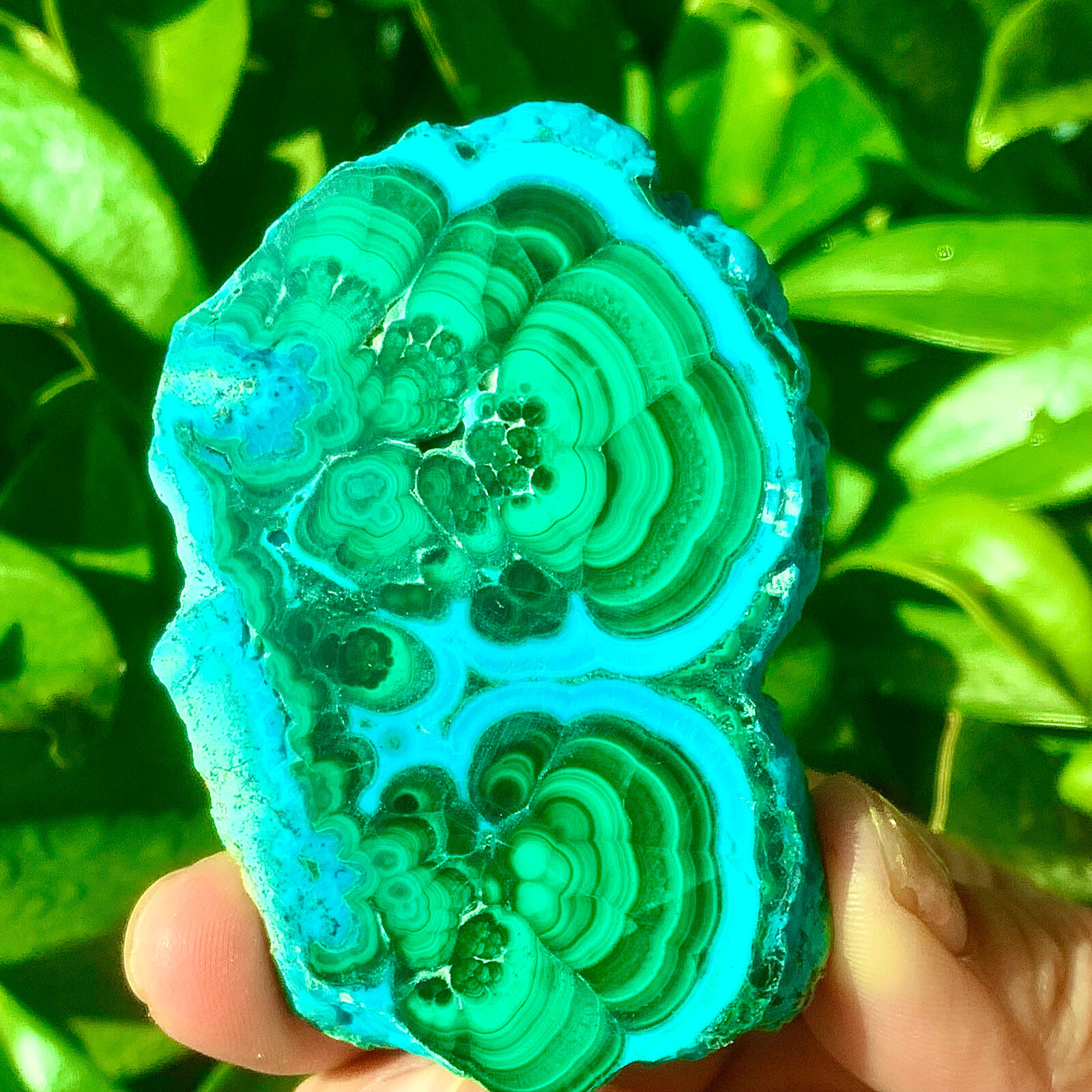 98G Natural tortoise Malachite transparent cluster rough mineral sample
