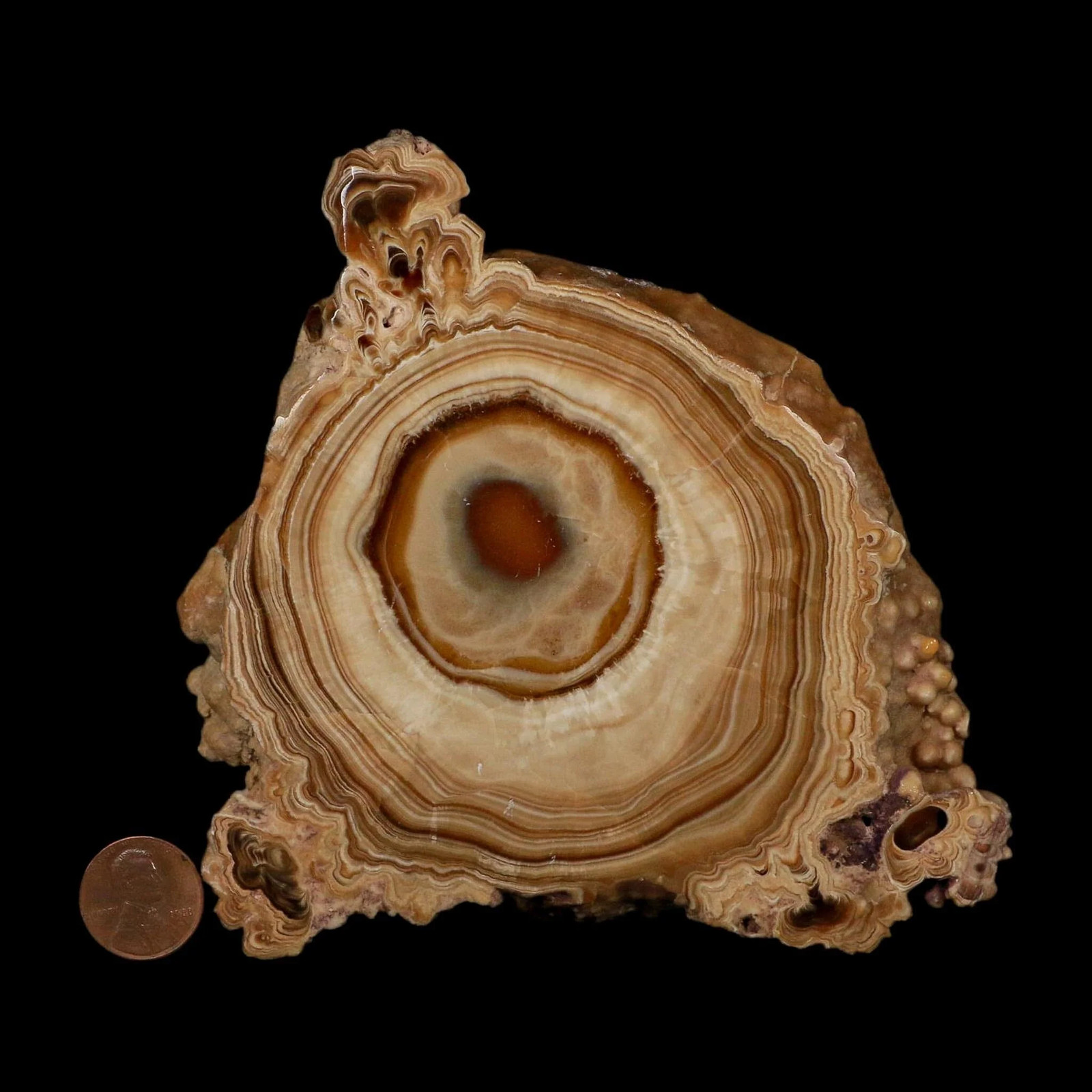 5.6″ Aragonite Stalactite Slice Cave Calcite Crystal Mineral Specimen Morocco