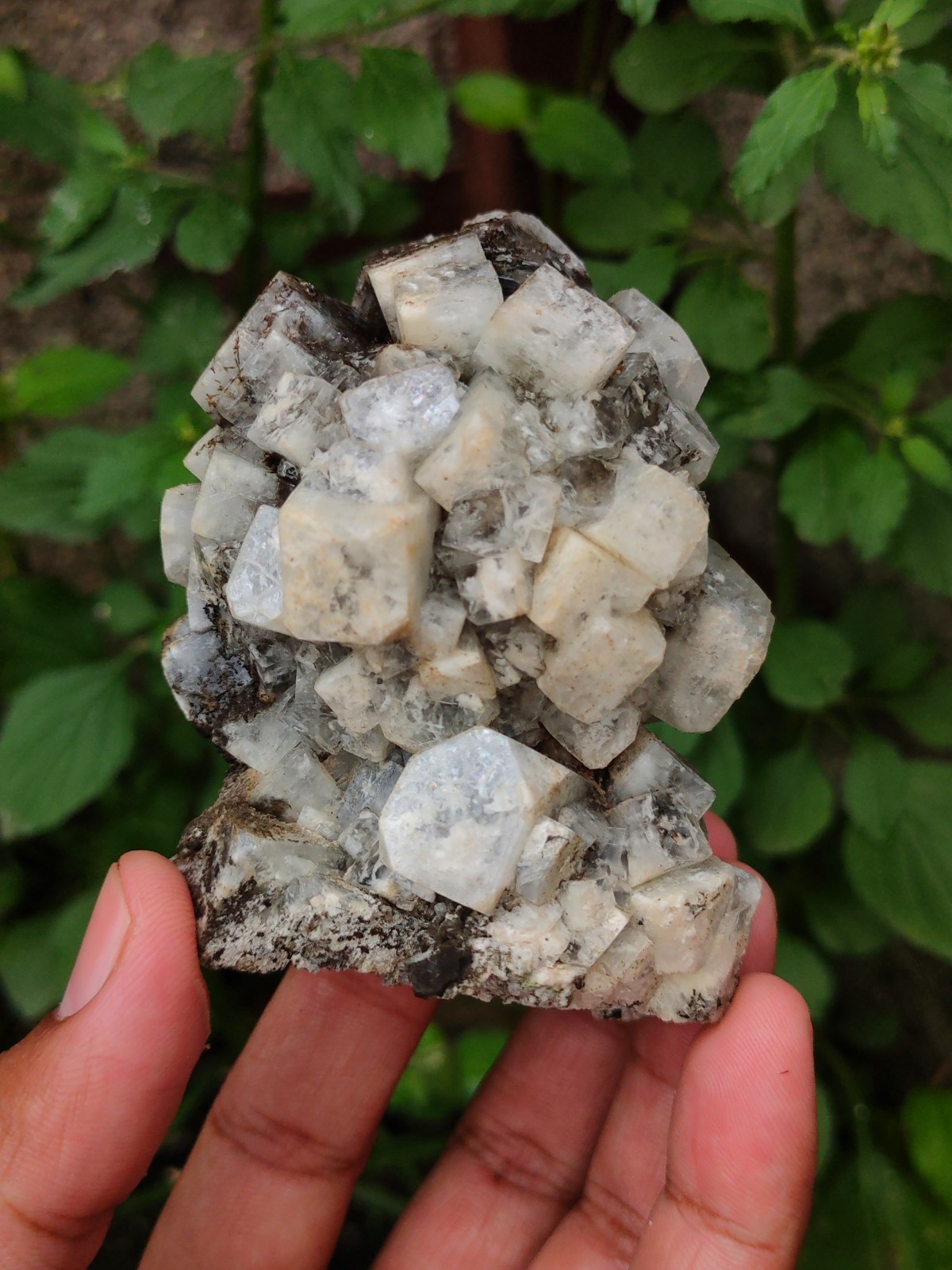 Disco Ball off Black and white Apophyllite Natural Mineral specimen