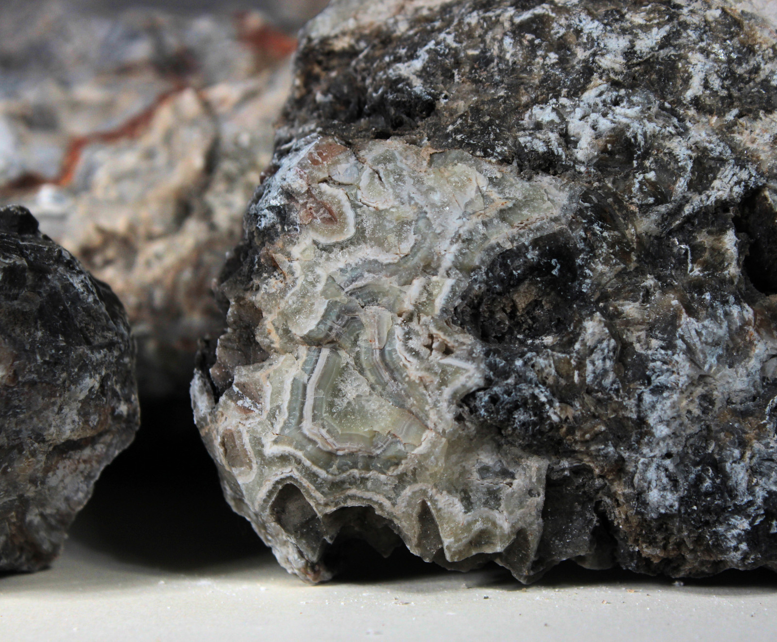 Tuxedo Lace Agate – “A” Grade Slabbing Rough – Bulk Wholesale Options