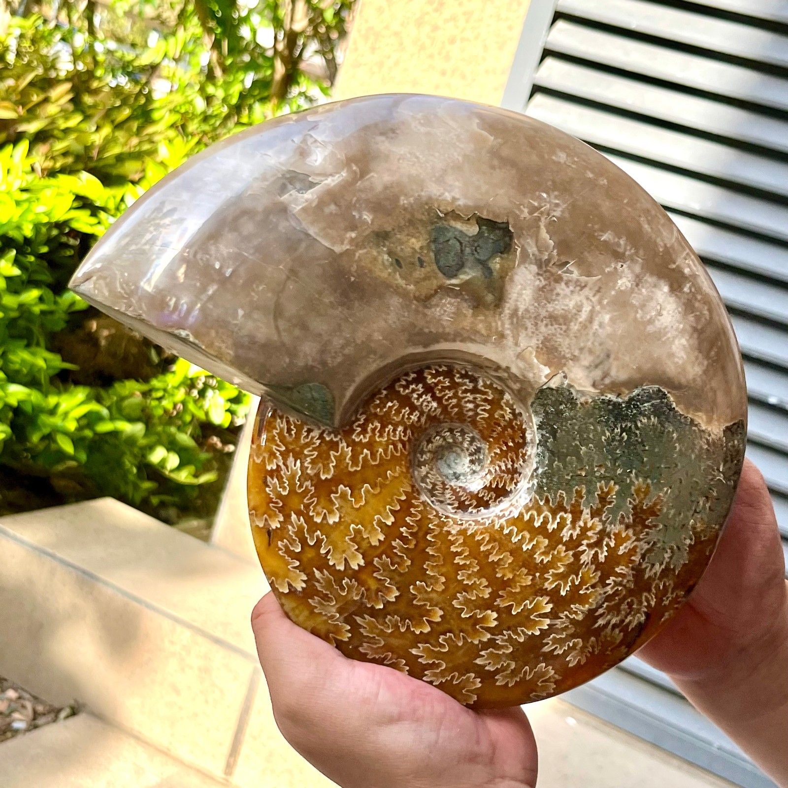 Ammonite Fossil Specimen Polished Spiral Shell Home Decor 6.4 lb