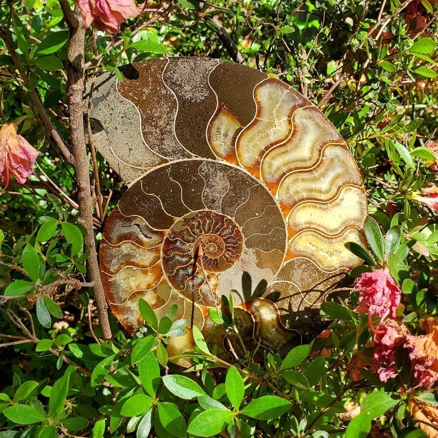 0.4LB 4” Natural Good Pattern Ammonite Fossil Polished Home Office Collection