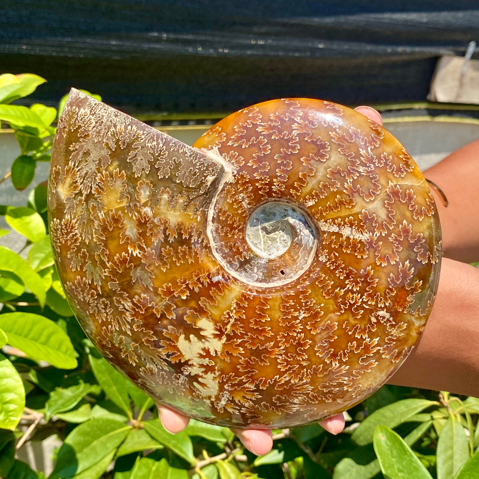2.51LB Precious ammonite fossil shell specimen opaque yoga meditation energy