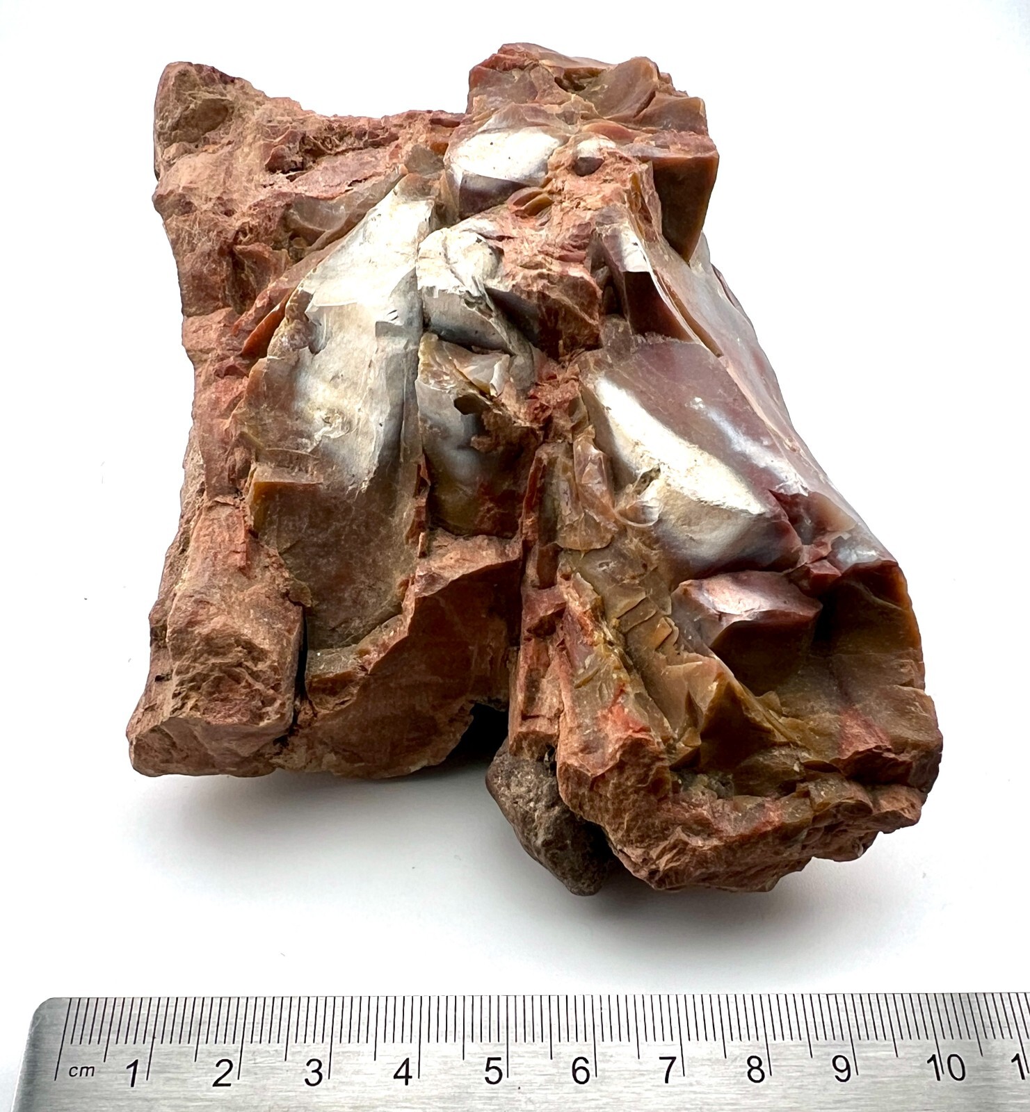 Loose Natural Stone – United States: Petrified Wood 2lb 3oz