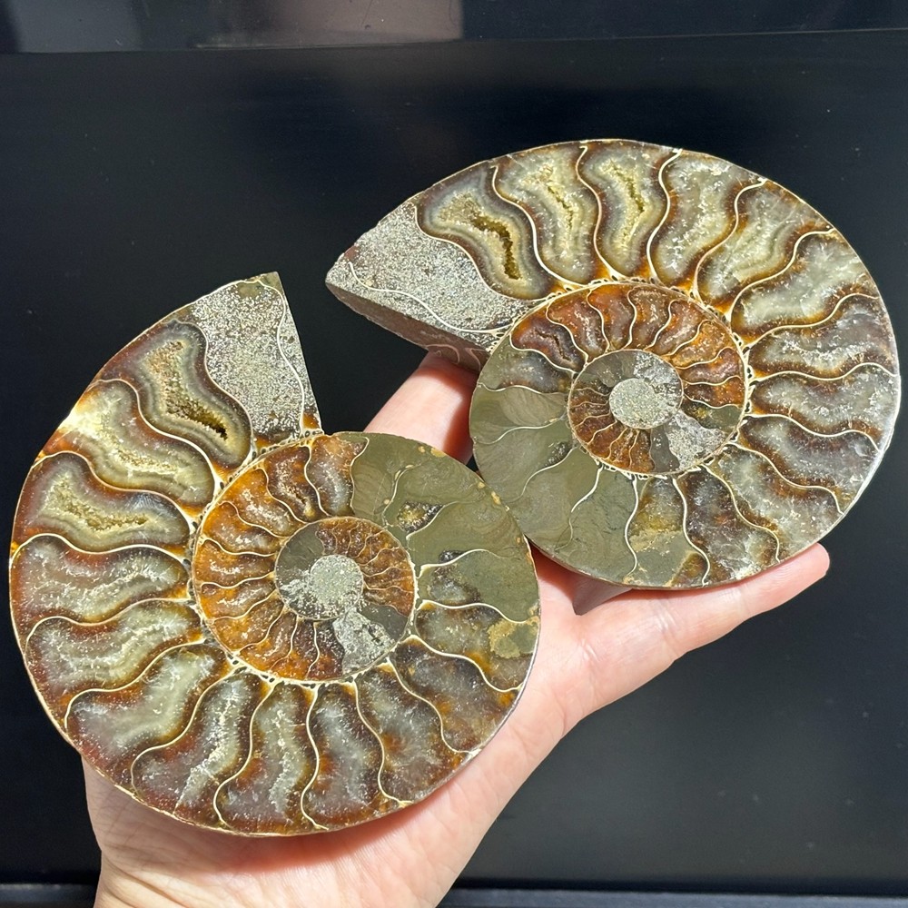 TOP Natural Ammonite Fossil Conch Crystal Specimen Healing Care A pair 200g+