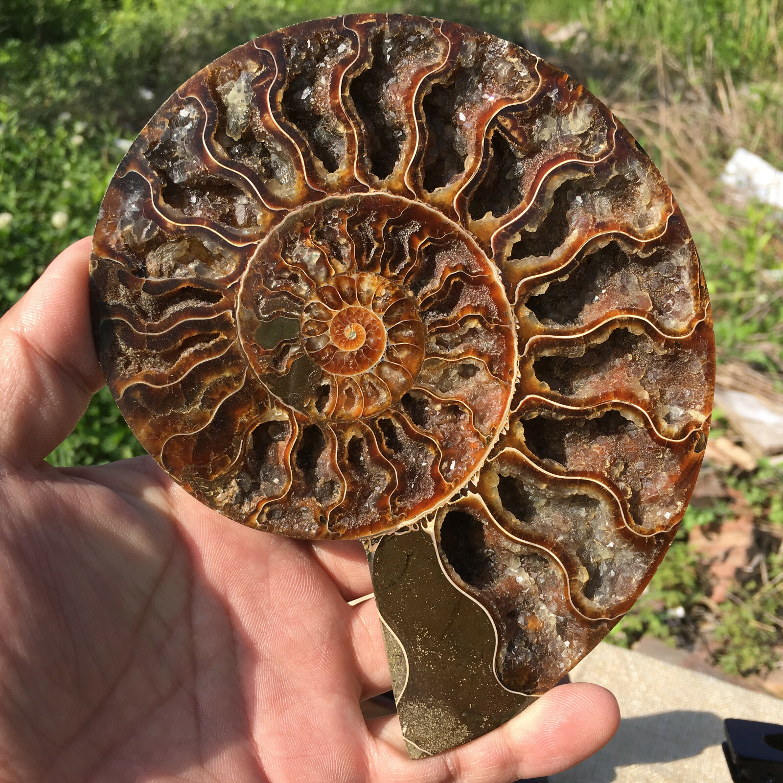 A Pair of Natural Ammonite Fossil Conch Crystal Specimen Healing+stand 2PC
