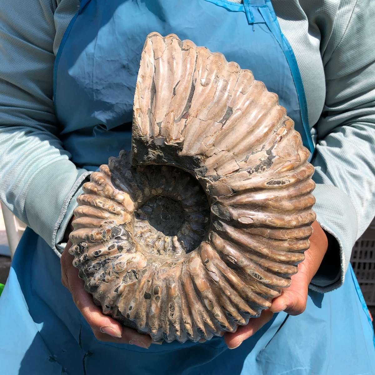 8.91LB Large Natural Beautiful Ammonite Fossil Conch Crystal Specimen Healing