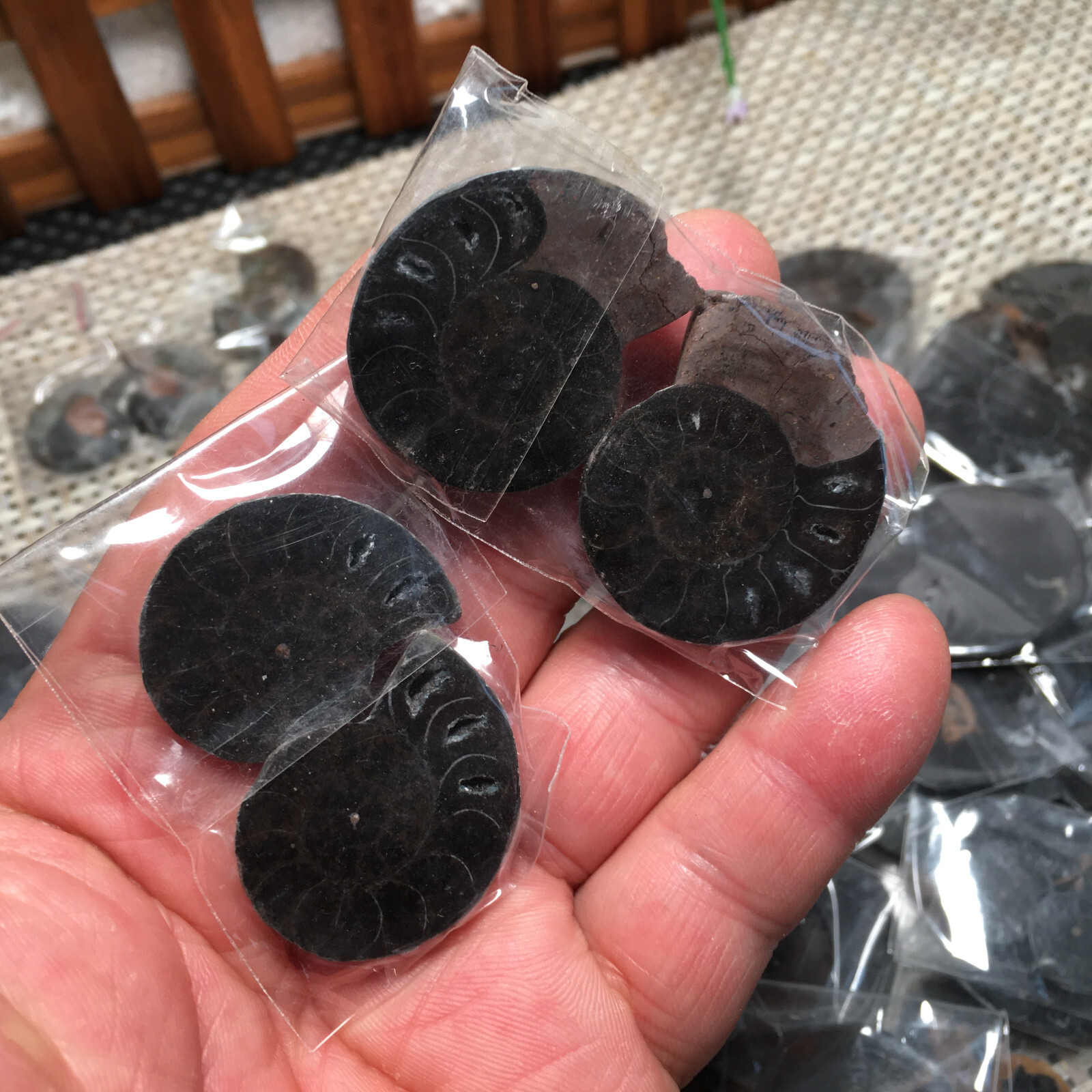 20 Pairs Black Ammonite Shell Specimen Madagascar