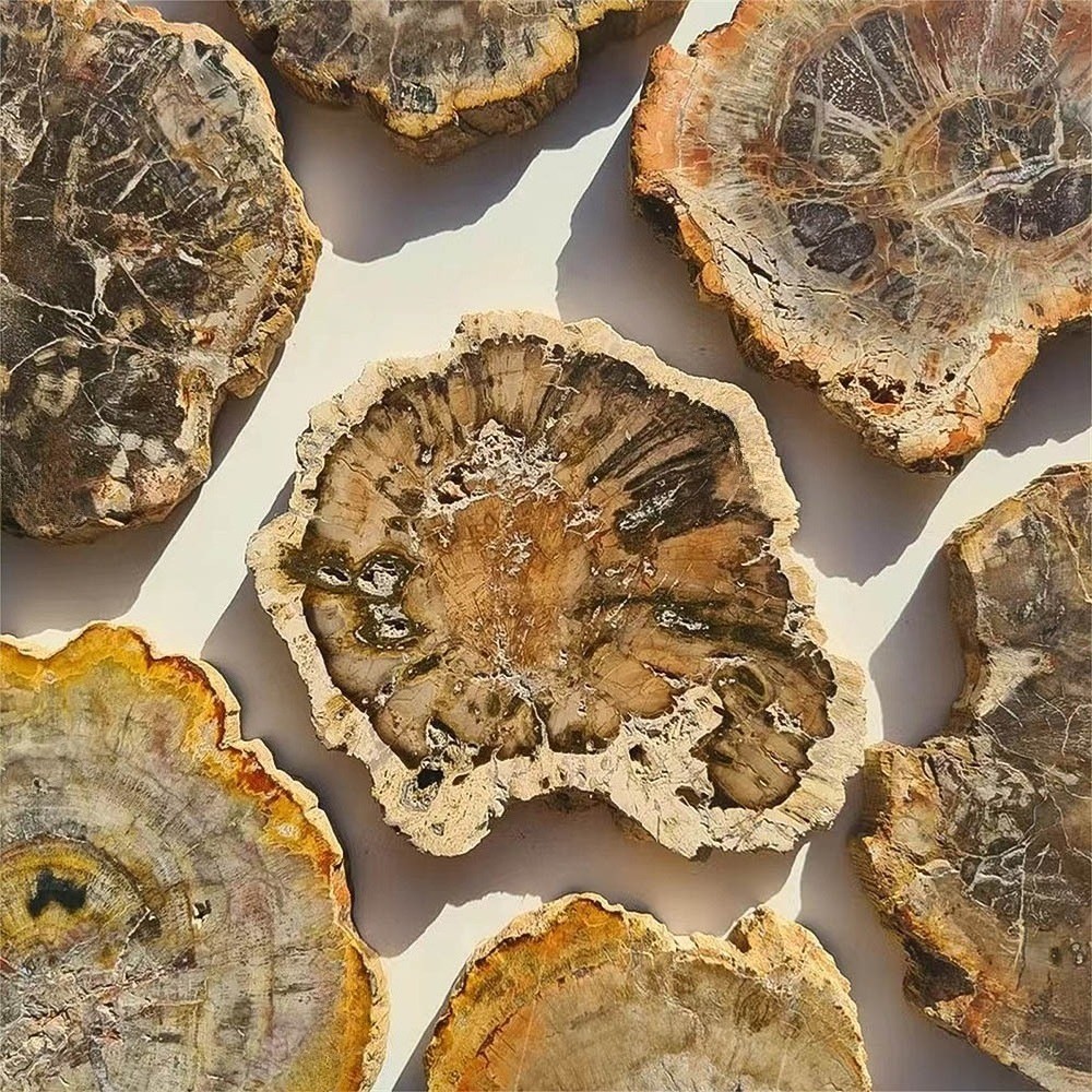 wholesale Natural Irregular Petrified Wood Slice Fossil Tabler Decor Specimen