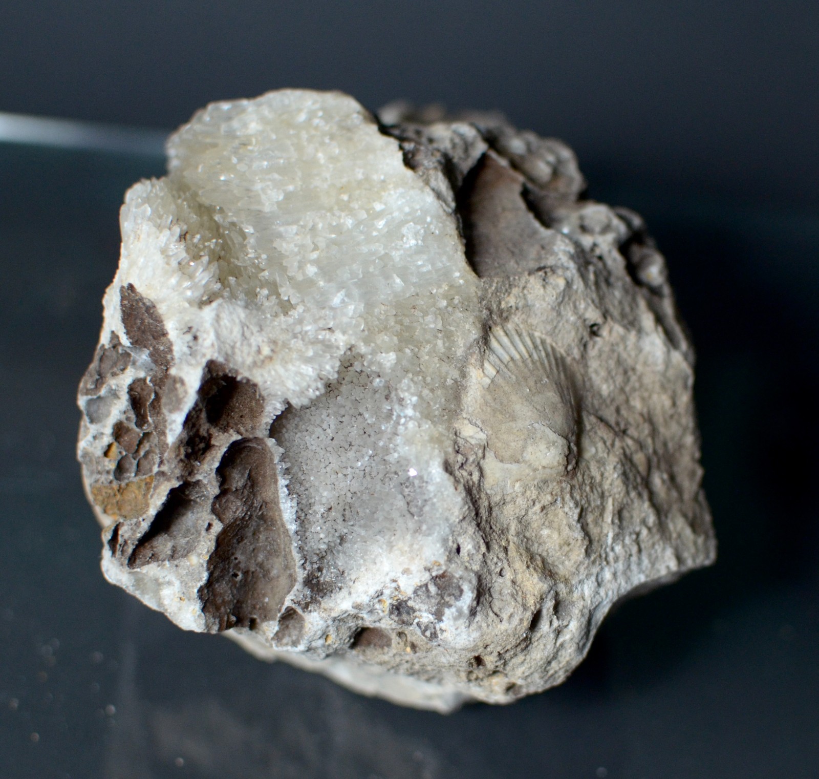 Fluorescent Aragonite Needle Spray in Fossil Matrix | Crystal River, Florida