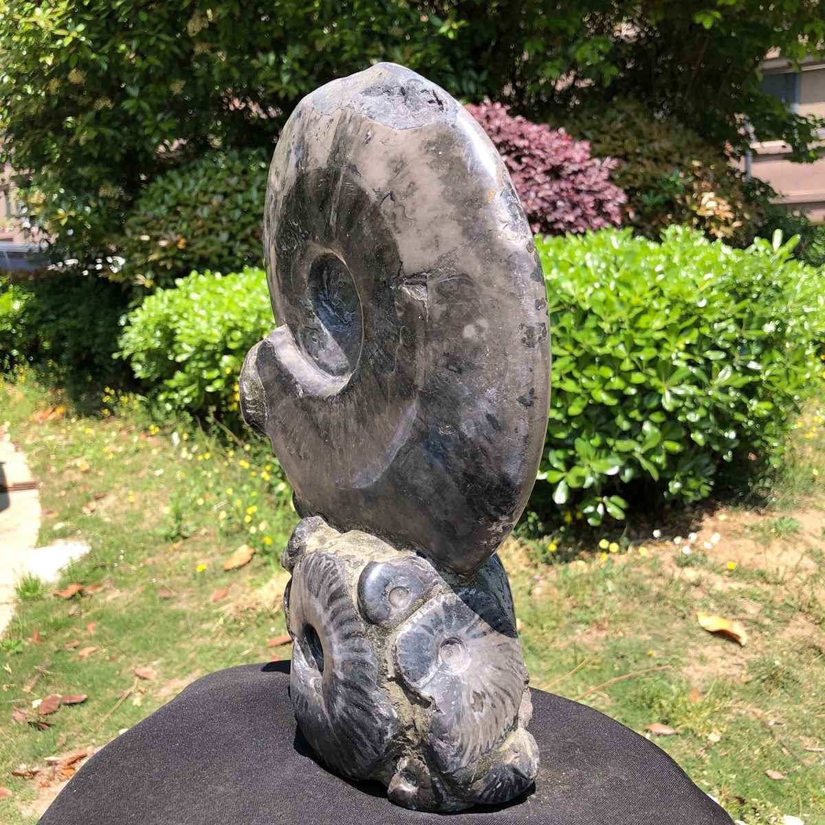 13.28LB Rarem Natural Tentacle Ammonite Fossil Specimen Shell Healing Madagas