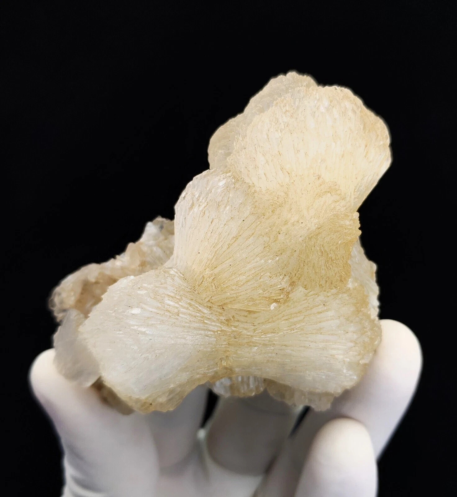 Natural Bow Tie Stilbite Minerals Specimen