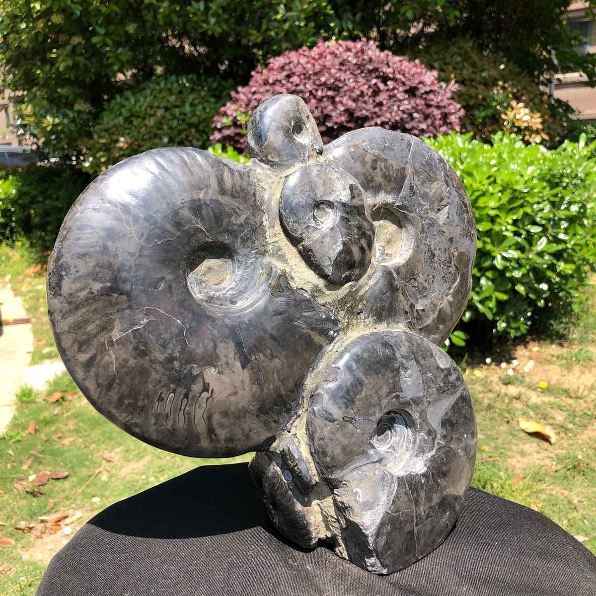 10.6LB Natural Beautiful Ammonite Fossil Conch Crystal Specimen Healing 5102